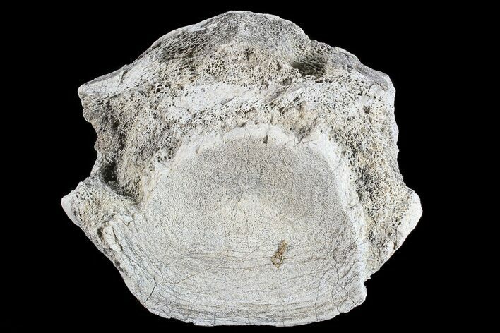 Fossil Brontotherium (Titanothere) Vertebrae - South Dakota #73227